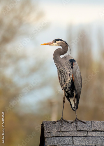 Quadro em tela A great blue heron - ardea herodias - standing on a rooftop
