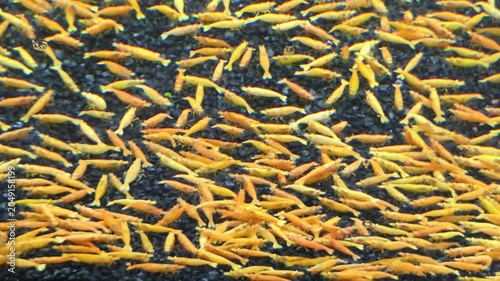 Large Colony of Orange Freshwater Shrimp on Dark Gravel
