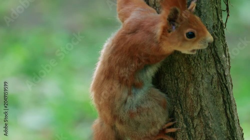 Close up of a squirrel gripping a tree trunk while climbing upward
