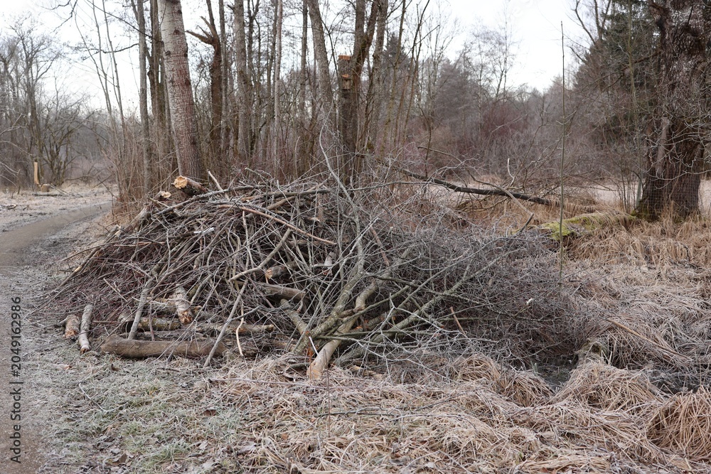 Fototapeta premium Large Brush Pile of Cut Branches and Twigs in Winter Forest