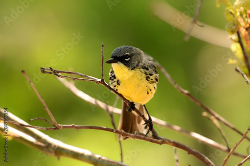 A rare male Kirkland's Warbler sits perched at the edge of a new growth pine forest