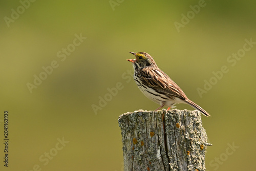 Rural scene of a  joyful Savannah Sparrow perched on a fence post siging