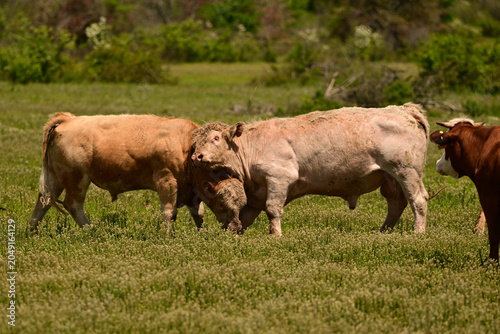 Two large adult Charolais bulls in a fight in a spring pasture
