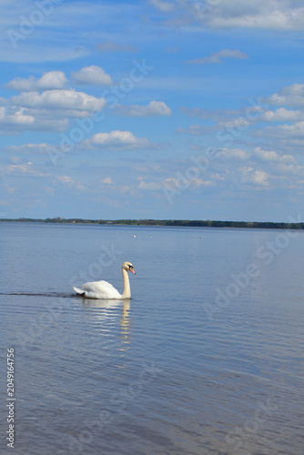 White Swan on the Lake. Mute Swan (Cygnus olor) gliding across the Lake at sunset. European bird wildlife. A beautiful swan swimming in a pond.A mute swan wading in a deep lake