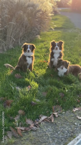 Australian Sheperd dogs outside having fun