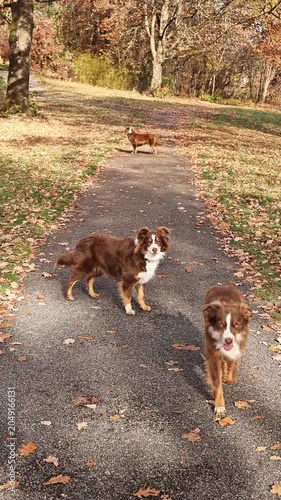 Three australian shepherd dogs in autumn park