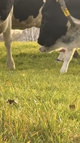 Baby cow is grazing in a field with its mother