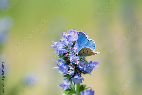 Polyommatus icarus blue butterfly on a blue flower of viper's bugloss or blueweed