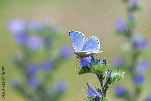 Polyommatus icarus blue butterfly on a blue flower of viper's bugloss or blueweed