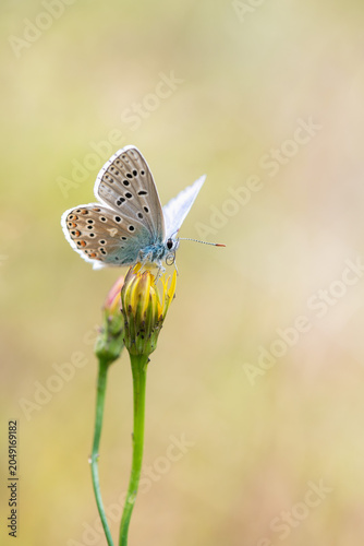 Polyommatus icarus, common blue butterfly in the nature. Shallow depth of field with blur background