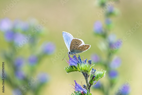 Polyommatus icarus blue butterfly on a blue flower of viper's bugloss or blueweed