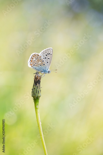 Polyommatus icarus, common blue butterfly in the nature. Shallow depth of field with blur background