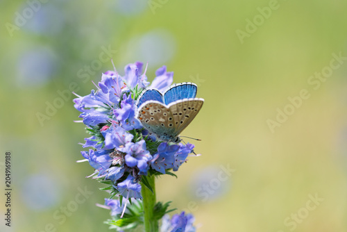 Polyommatus icarus blue butterfly on a blue flower of viper's bugloss or blueweed