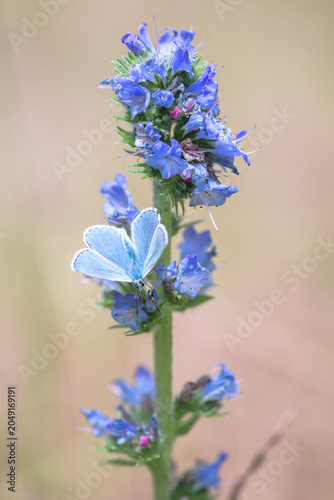 Polyommatus icarus blue butterfly on a blue flower of viper's bugloss or blueweed