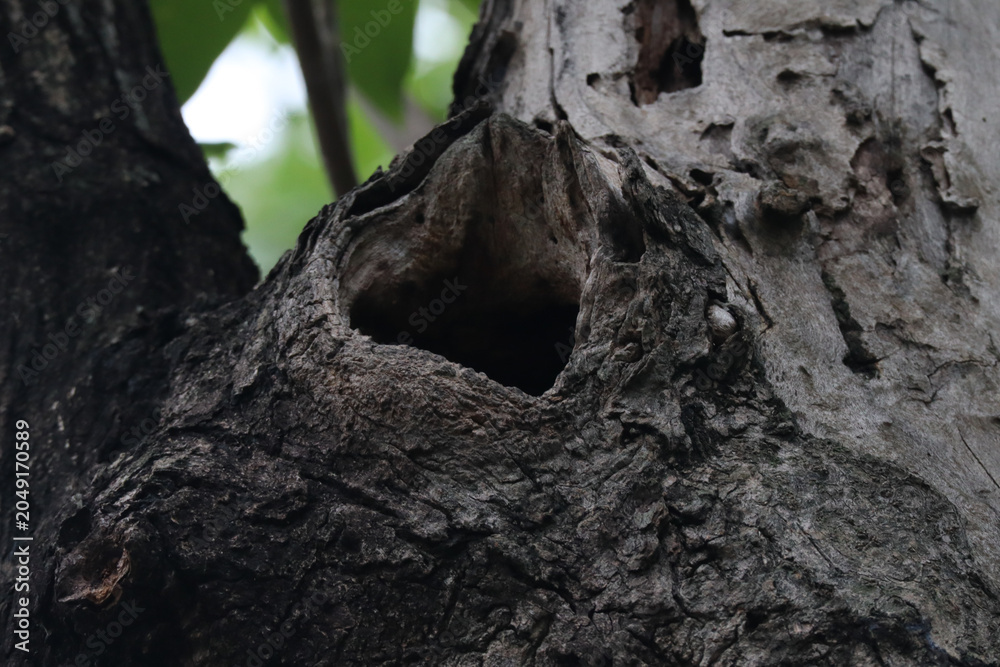 Fototapeta premium Close Up Shot of a Natural Hollow Nesting Hole in a Large Tree Trunk