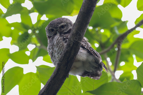 Canvastavla Low Angle Shot of a Spotted Owlet Perched on a Tree Branch with Lush Green Leave