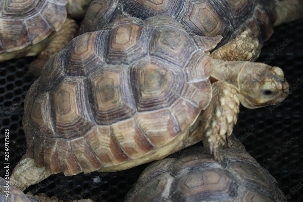 Obraz premium Close-up of a Young Tortoise with a Patterned Shell on a Mesh Surface