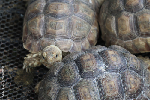 Fotografía Close-up of Grouped Young Tortoises with Patterned Shells on a Mesh Surface