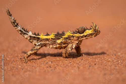 thorny devil lizard standing on red sand, side close-up, western australia