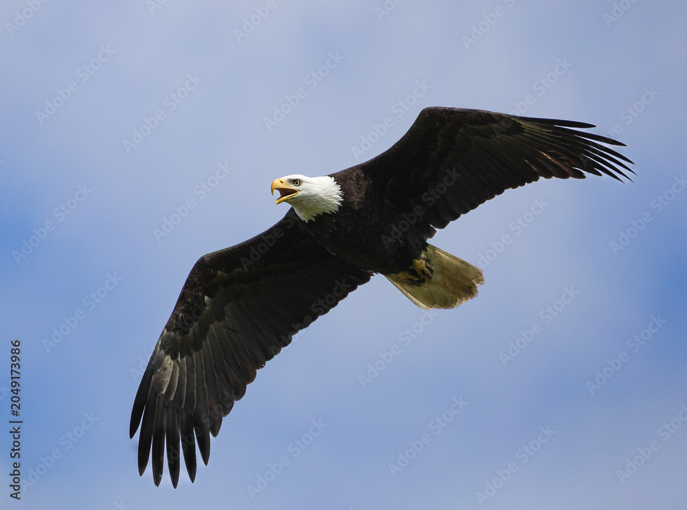 Obraz premium A bald eagle 