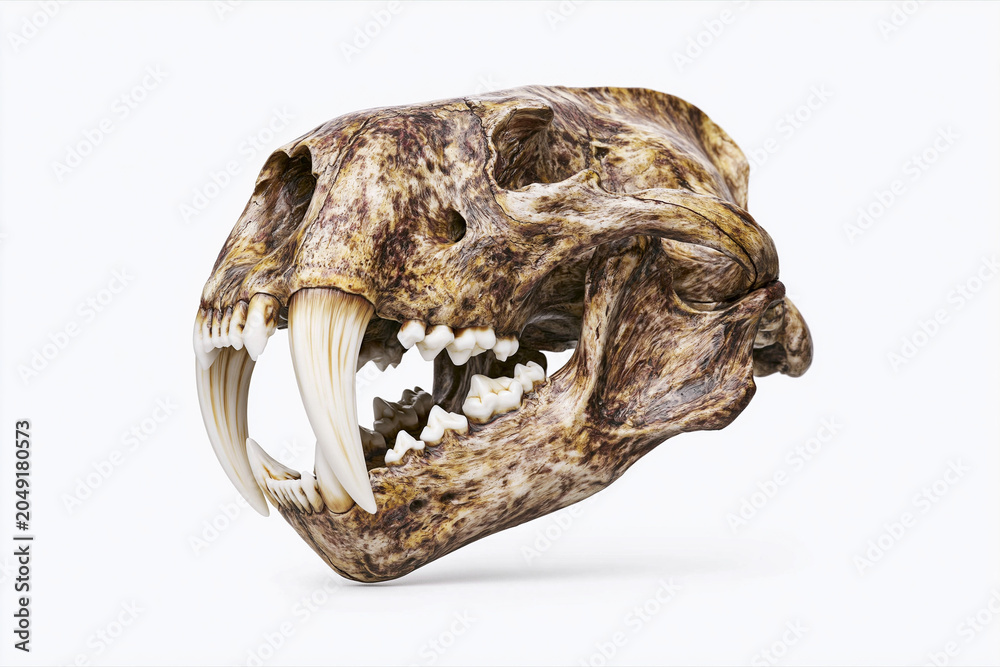 Obraz premium Prehistoric Saber Tooth Cat Skull Fossil