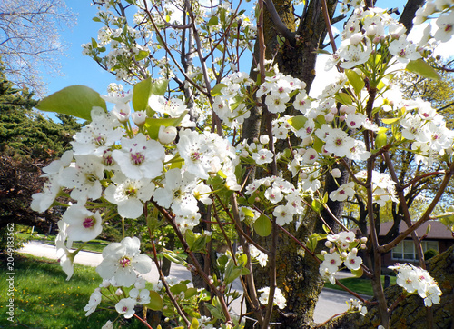 Blooming white cherry flowers on branch