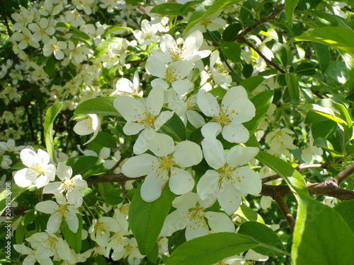 Blooming white cherry flowers on branch