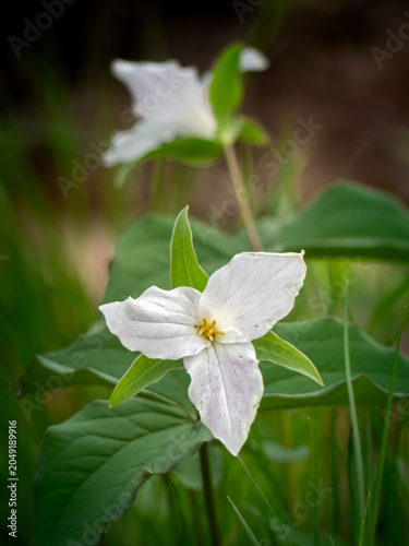 Canvastavla Trillium blooms