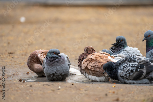 Slika na platnu Pigeons walking and pecking on a city street, representing urban wildlife, everyday city life, and peaceful coexistence of animals within human environments