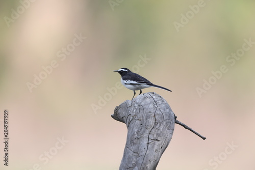 Canvas Print The white-browed wagtail or large pied wagtail (Motacilla maderaspatensis) is a medium-sized bird and is the largest member of the wagtail family