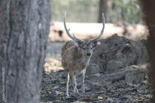 Obraz na plátně The chital (Axis axis), also called spotted deer and axis deer, is a deer species native to the Indian subcontinent