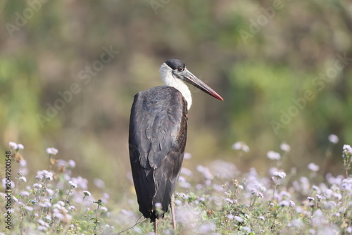 Canvas Print Asian woolly-necked stork or Asian woollyneck (Ciconia episcopus) is a species of large wading bird in the stork family Ciconiidae