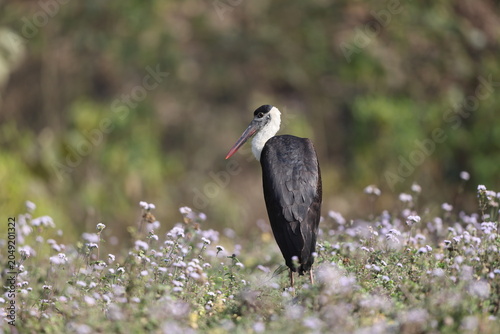 Photography Asian woolly-necked stork or Asian woollyneck (Ciconia episcopus) is a species of large wading bird in the stork family Ciconiidae