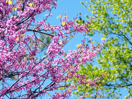 Blooming pink cherry flowers on tree