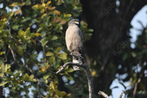 Photography The crested serpent eagle (Spilornis cheela melanotis) is a medium-sized bird of prey that is found in forested habitats across tropical Asia