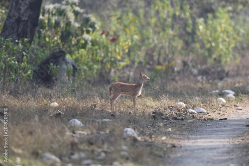Фотография The chital (Axis axis), also called spotted deer and axis deer, is a deer species native to the Indian subcontinent