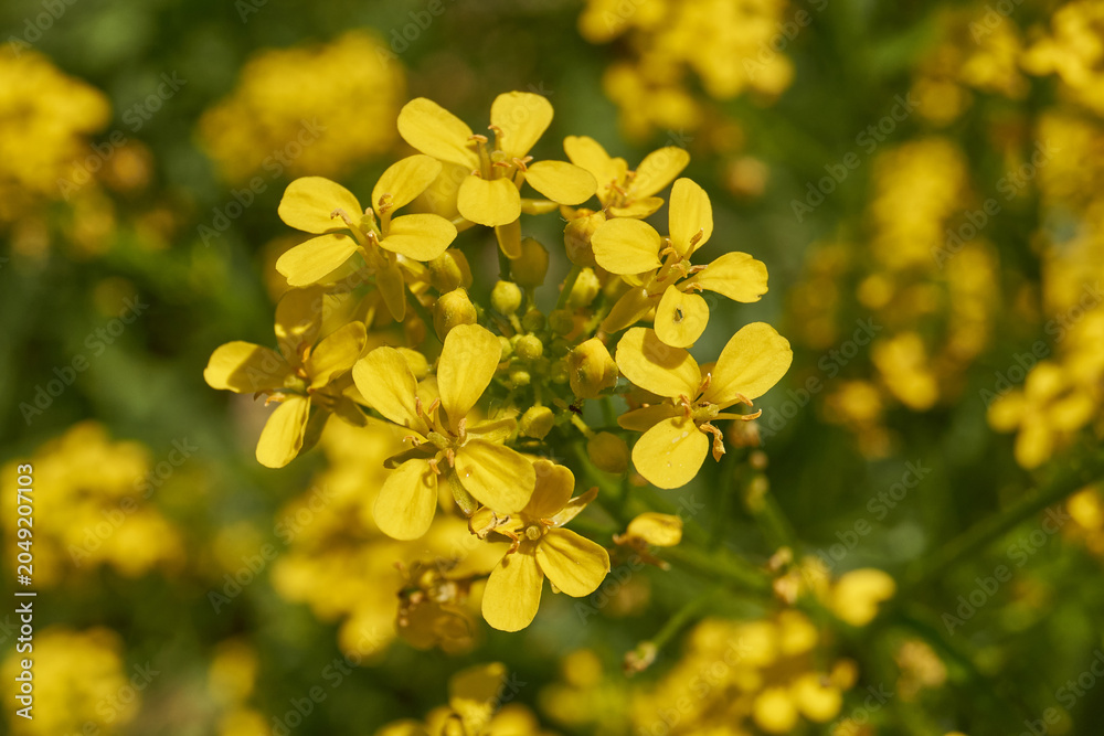 Obraz premium Barbarea vulgaris (lat. Barbarea vulgaris) is blooming in the meadow. Inflorescence Barbarea vulgaris.
