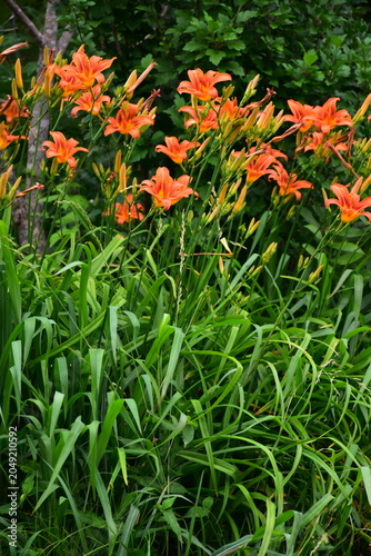 Orange Daylily Flowers