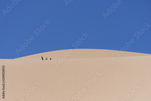 A landscape of a barren sand dune with remnants of dry vegetation.