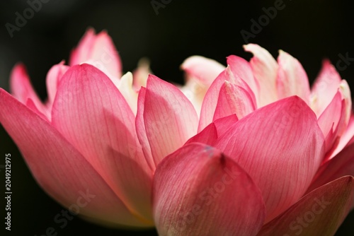 満開の赤い蓮の花の花托と雄しべのクローズアップ