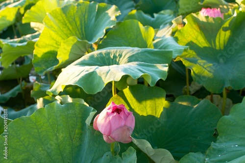 満開の赤い蓮の花の花托と雄しべのクローズアップ