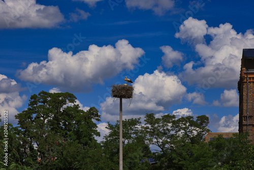 Weißstorch im Nest auf einem Storchenmast in der Elsteraue zur Brutzeit, Naturfotografie, Lochau, Saalekreis, Sachsen-Anhalt, Deutschland