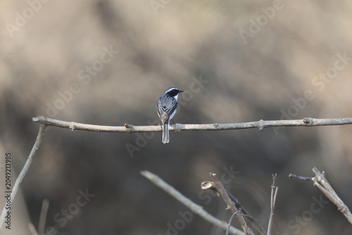 Photography The grey bush chat (Saxicola ferreus) is a species of passerine bird in the family Muscicapidae