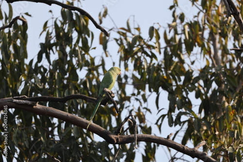 Canvas Print The rose-ringed parakeet (Psittacula krameri borealis), also known as the ring-necked parakeet, is a medium-sized parrot in the genus Psittacula, of the family Psittaculidae
