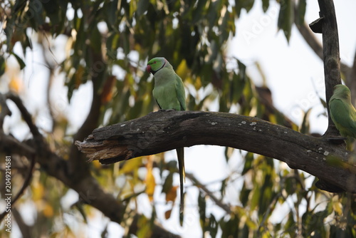 Photography The rose-ringed parakeet (Psittacula krameri borealis), also known as the ring-necked parakeet, is a medium-sized parrot in the genus Psittacula, of the family Psittaculidae