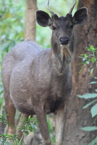 Photography Indian sambar (Rusa unicolor unicolor) is a large deer native to the Indian subcontinent, South China and Southeast Asia