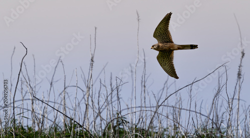 Photos Kestrel in Flight over Scrubland, Fife, Scotland