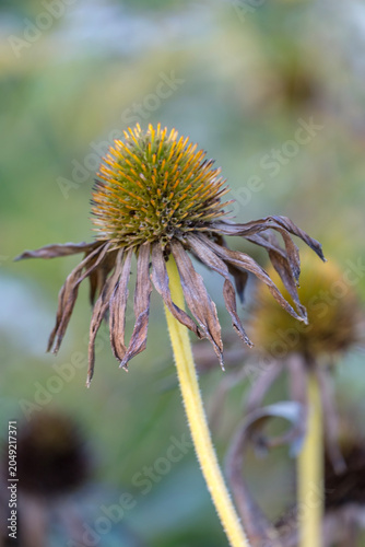 Verblühter Purpur-Sonnenhut (Echinacea purpurea)