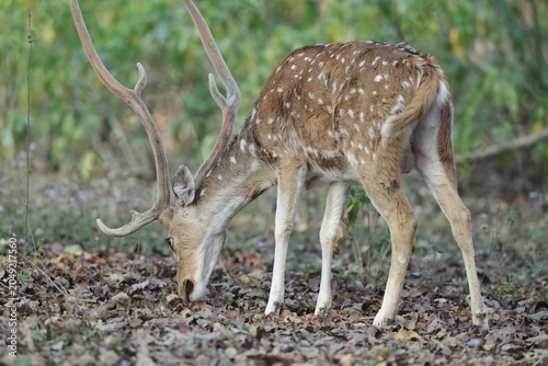 The chital (Axis axis), also called spotted deer and axis deer, is a deer species native to the Indian subcontinent.