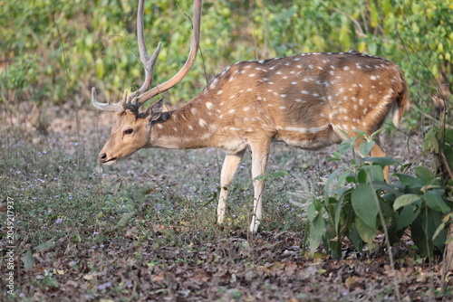 Obraz na plátně The chital (Axis axis), also called spotted deer and axis deer, is a deer species native to the Indian subcontinent